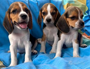 Beagle elisabeth maschi e femmine