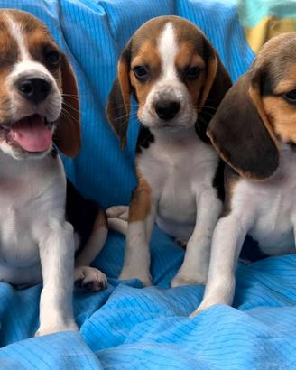 Beagle elisabeth maschi e femmine