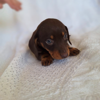 Cucciolo bassotto kaninchen cioccolato