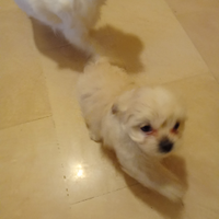 Cuccioli taglia piccola
