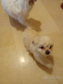 Cuccioli taglia piccola