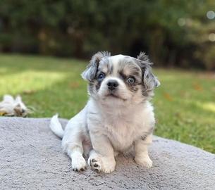 Chihuahua maschio merle occhi azzurri