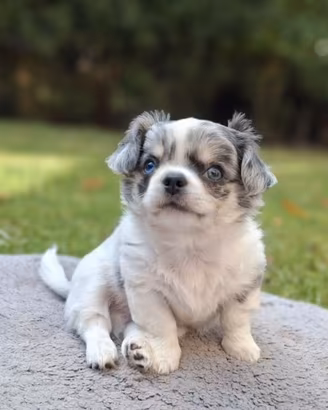 Chihuahua maschio merle occhi azzurri