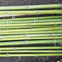 Canne bambu
