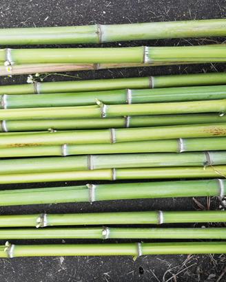 Canne bambu
