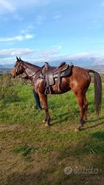 Cavalla Purosangue Inglese