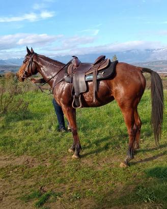 Cavalla Purosangue Inglese