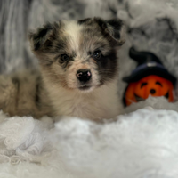 Border collie pedigree enci