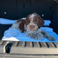 Lagotto Romagnolo