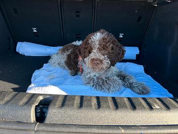 Lagotto Romagnolo