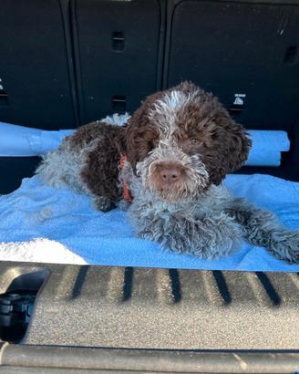 Lagotto Romagnolo