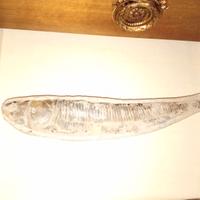 Fossile pesce