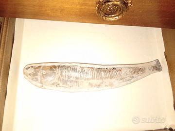 Fossile pesce