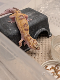 Geco leopardino mack snow 6 mesi