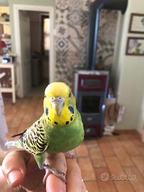 Cocorita