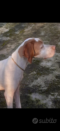 Pointer femmina