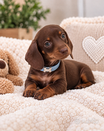 CUCCIOLI BASSOTTO CIOCCOLATO  TOY