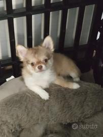 Chihuahua con pedigree