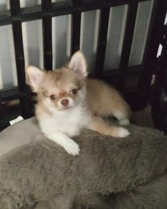 Chihuahua con pedigree