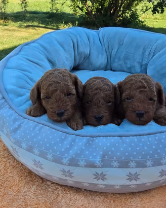 Barboncini toy e nani fulvi pedigree enci