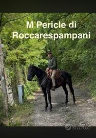 Cavallo Maremmano