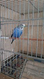 Pappagalli