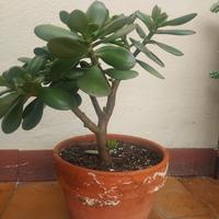 Crassula Ovata