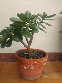 Crassula Ovata