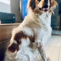 Meticcio breton/setter