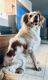 Meticcio breton/setter