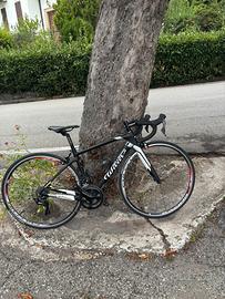 Willer triestina