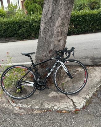 Willer triestina