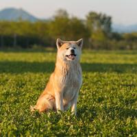 Akita inu per monta