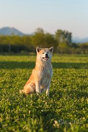 Akita inu per monta