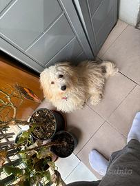 Maltese