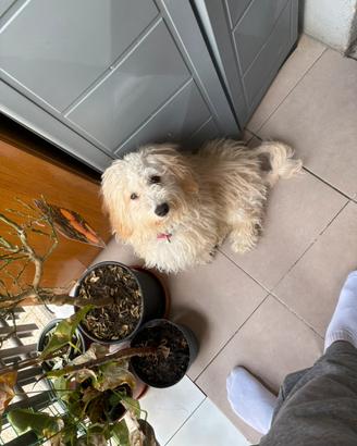 Maltese
