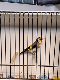 Cardellino maschio da cova