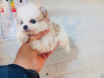 Spitz di Pomerania MINI TOY