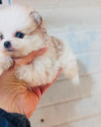 Spitz di Pomerania MINI TOY