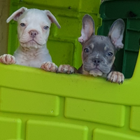 Cucciolo di Bulldog Francese