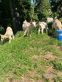 Capretti razza Saaen