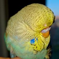 Cocorita inglese allevato a mano