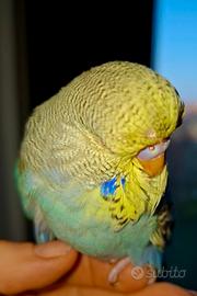 Cocorita inglese allevato a mano