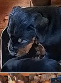 Cuccioli di dobermann