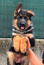 Cuccioli di pastore tedesco