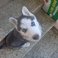 Siberian husky (ultimi due)