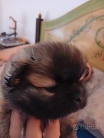 Schitzu