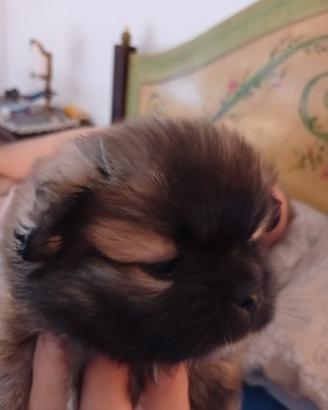 Schitzu
