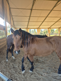 Cavalla monta americana