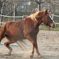 Cavalla haflinger x arabo